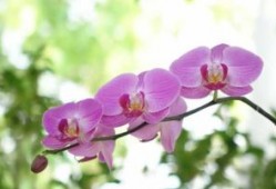 旭旦东升八喜欢代表指是什么生肖，词典解释精准落实
